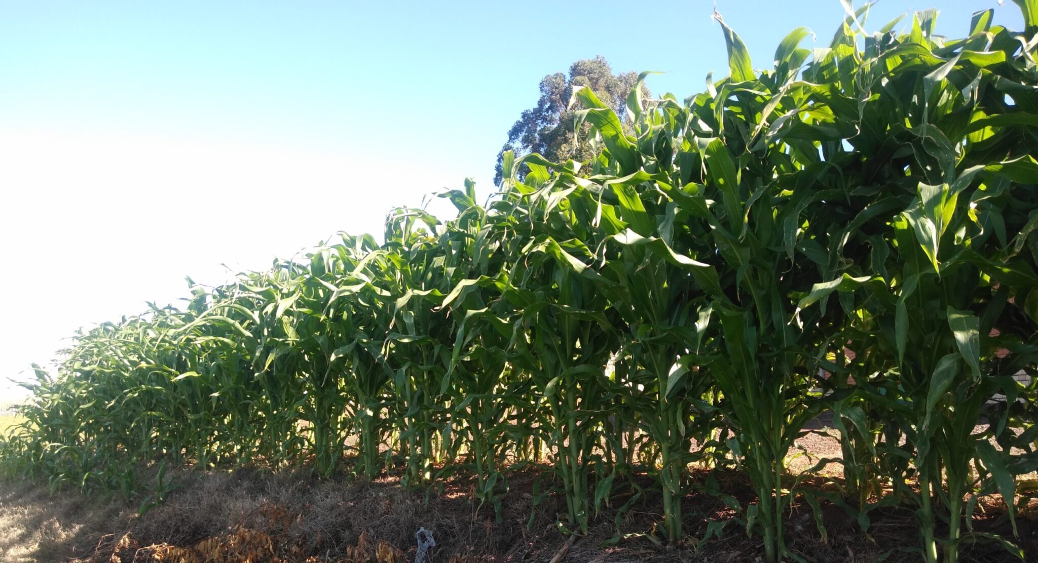 Védera Nutrição Animal e Shull Seeds desenvolvem projeto que utiliza ...